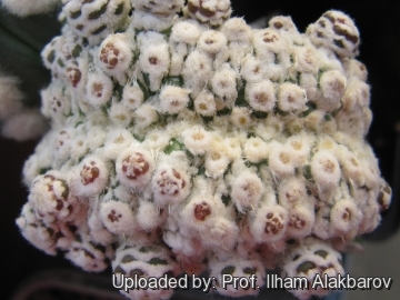 Astrophytum asterias cv. Superkabuto f. prolifera cristata