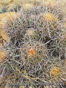 Echinocactus polycephalus subs. xeranthemoides