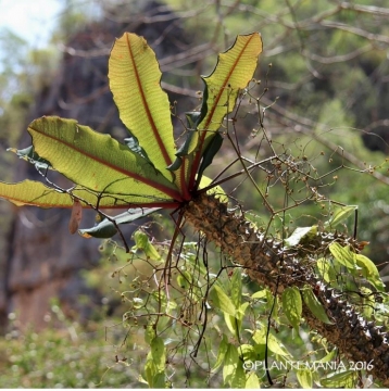 Euphorbia perrieri