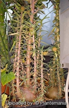 Dorstenia hildebrandtii f. crispa