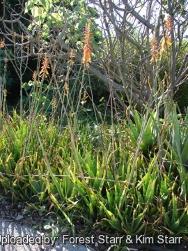 Aloe massawana