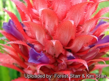 20918 star Forest Starr & Kim Starr