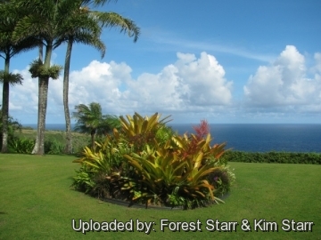 20266 star Forest Starr & Kim Starr