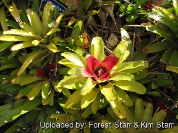 20906 star Forest Starr & Kim Starr