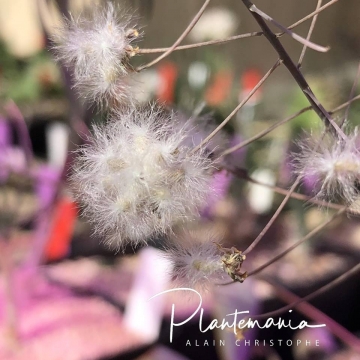30822 plantemania © Plantemania