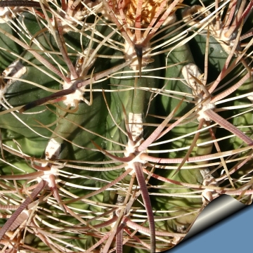 13365 cactus-art Cactus Art