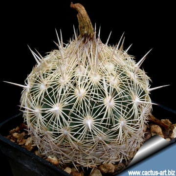 8322 cactus-art Cactus Art