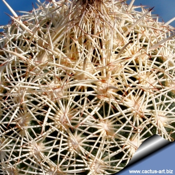 8321 cactus-art Cactus Art