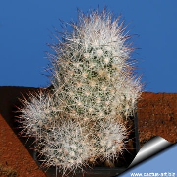 7148 cactus-art Cactus Art