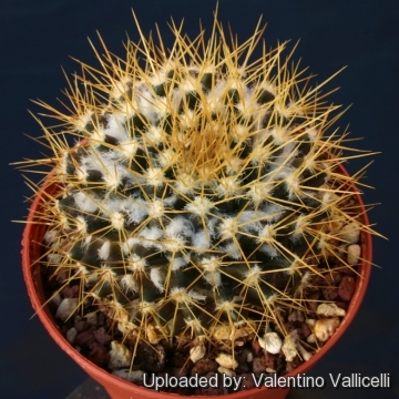 9777 valentino Valentino Vallicelli