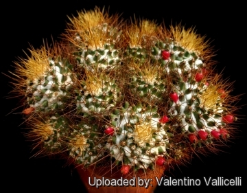 9778 valentino Valentino Vallicelli