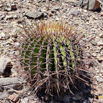 Echinocactus platyacanthus  grandis fresh seeds 