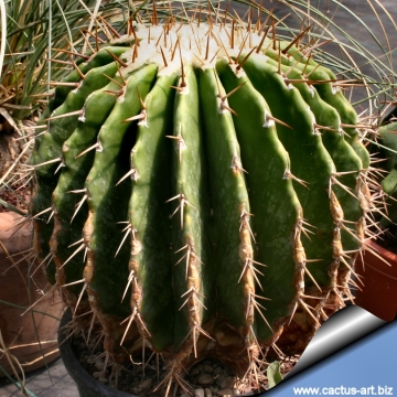 14420 cactus-art Cactus Art