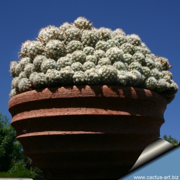 628 cactus-art Cactus Art