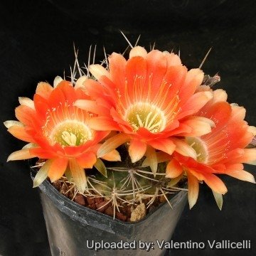 652 valentino Valentino Vallicelli
