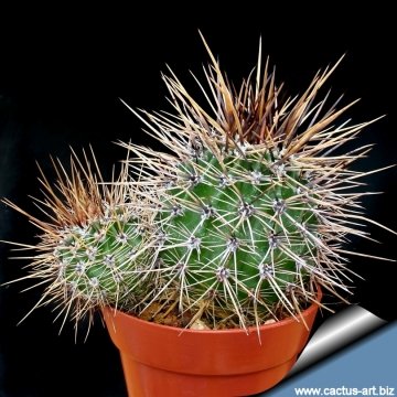 12492 cactus-art Cactus Art