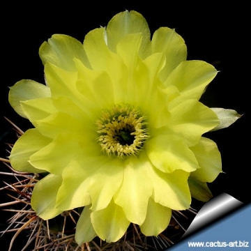12496 cactus-art Cactus Art
