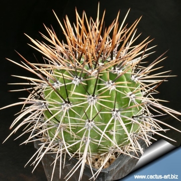 12491 cactus-art Cactus Art