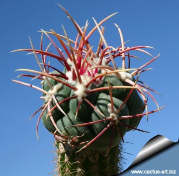 791 cactus-art Cactus Art