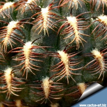 812 cactus-art Cactus Art