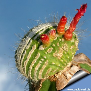 1100 cactus-art Cactus Art