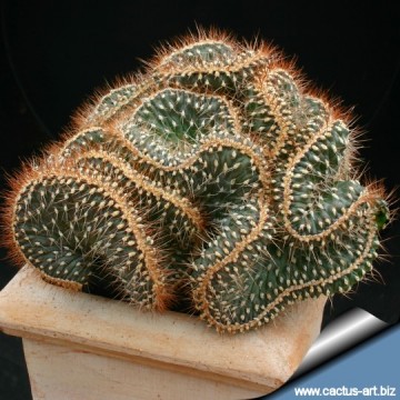 1116 cactus-art Cactus Art