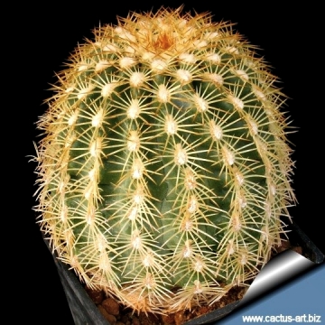 14372 cactus-art Cactus Art
