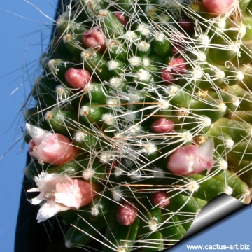 6838 cactus-art Cactus Art