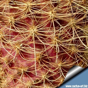 1758 cactus-art Cactus Art