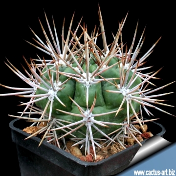 13039 cactus-art Cactus Art