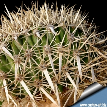 5491 cactus-art Cactus Art