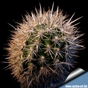 5494 cactus-art Cactus Art