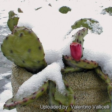 2352 valentino Valentino Vallicelli