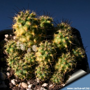 2398 cactus-art Cactus Art