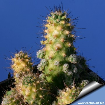 2399 cactus-art Cactus Art