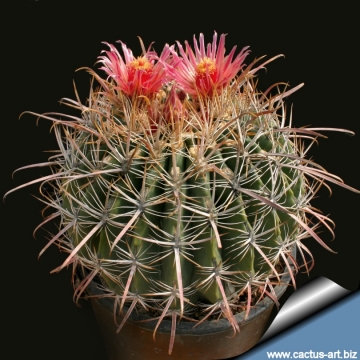 4CM Succulent Cactus Plant Ferocactus Gracilis H.E.Gates Cactaceae Home Garden 