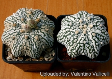 Details about   Astrophytum asterias cv Superkabuto 'Miracle' 50 seeds 