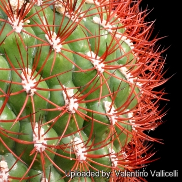 Gymnocalycium Saglione variegate Cactaceae cactus cacti Succulent 01 