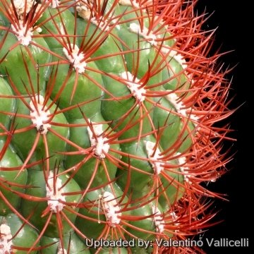 Gymnocalycium Saglione variegate Cactaceae cactus cacti Succulent 01 Gymnocalycium Saglione variegate Cactaceae cactus cacti Succulent 01