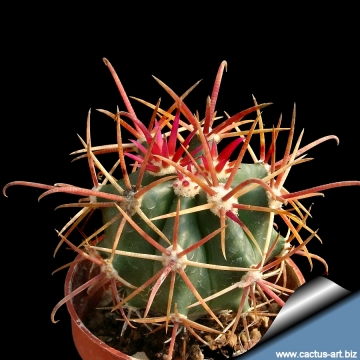 3324 cactus-art Cactus Art