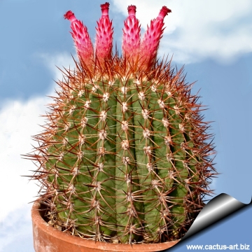 3558 cactus-art Cactus Art