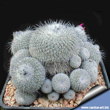 6000 cactus-art Cactus Art