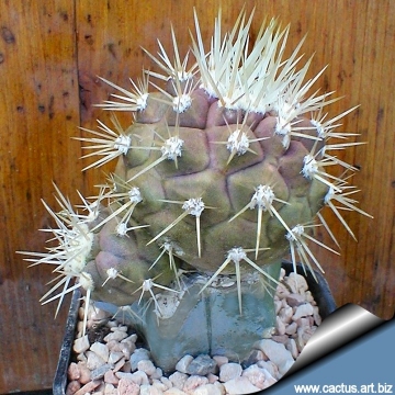 3830 cactus-art Cactus Art