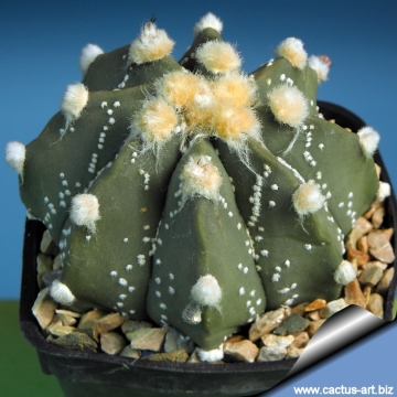 15137 cactus-art Cactus Art
