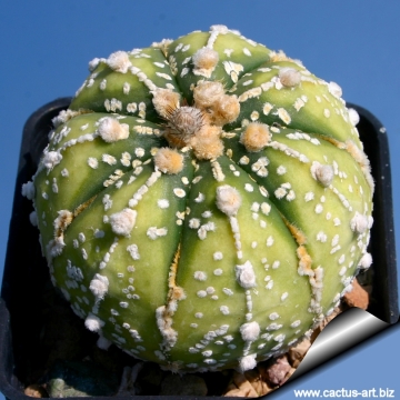 9144 cactus-art Cactus Art