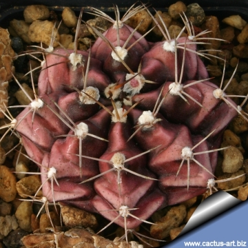 13067 cactus-art Cactus Art