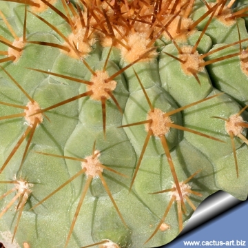 14728 cactus-art Cactus Art