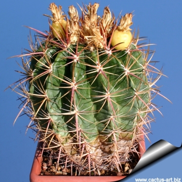 4387 cactus-art Cactus Art