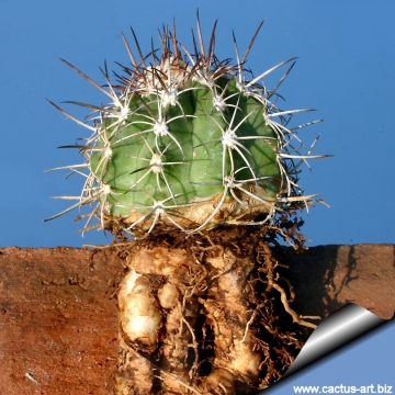 14670 cactus-art Cactus Art