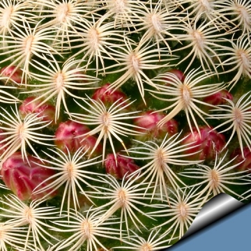 4730 cactus-art Cactus Art